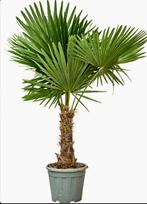 Trachycarpus Waaierpalm - Prachtige tuinplant!, Tuin en Terras, Volle zon, Vaste plant, Bloeit niet, Ophalen