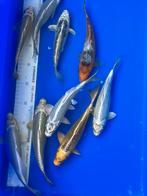 Japanse koi’s, Karper of Koi