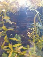 Siamese algeneter, Dieren en Toebehoren, Vissen | Aquariumvissen, Vis