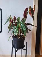 Stippenbegonia (Begonia Maculata) in pot, Huis en Inrichting, Kamerplanten, Ophalen, Overige soorten, Halfschaduw, In pot
