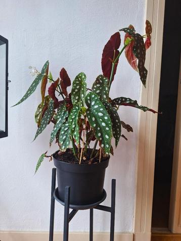  Stippenbegonia (Begonia Maculata) in pot beschikbaar voor biedingen
