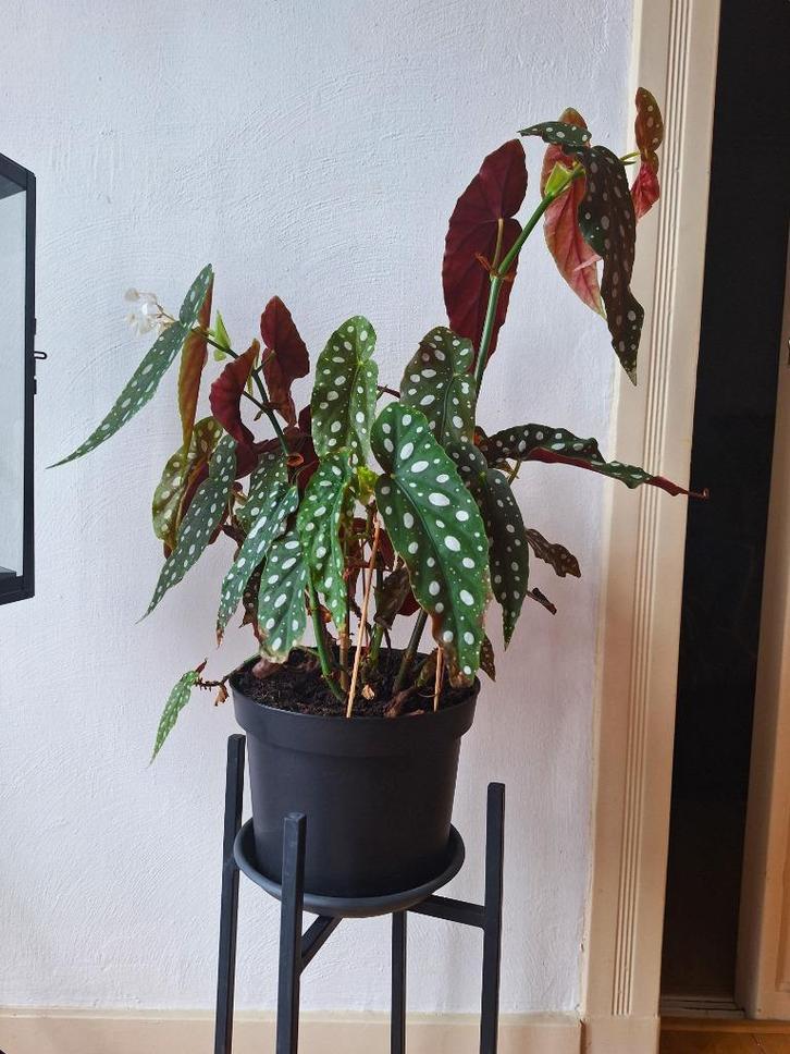 Stippenbegonia (Begonia Maculata) in pot, Huis en Inrichting, Kamerplanten, Overige soorten, Minder dan 100 cm, Bloeiende kamerplant