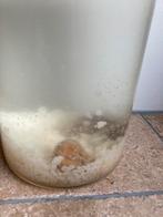 Korrels om zelf waterkefir te maken, Diversen, Levensmiddelen, Ophalen of Verzenden
