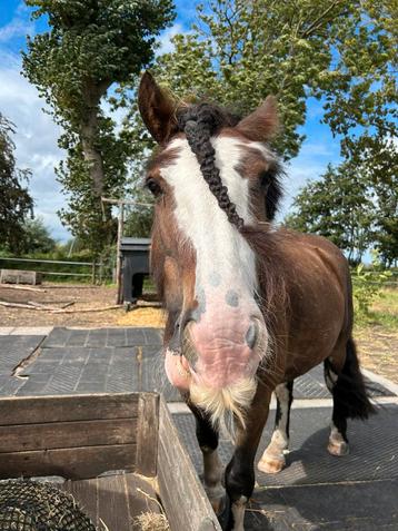 Mest hulp, stal hulp, paarden hulp gezocht beschikbaar voor biedingen