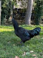Ajam cemani haan, Dieren en Toebehoren, Pluimvee, Mannelijk, Kip