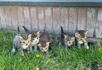 Schattige speelse kittens te koop beschikbaar voor biedingen