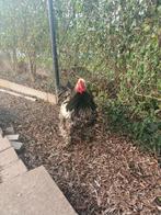Heel grote krulveer brahma, Dieren en Toebehoren, Pluimvee, Mannelijk, Kip