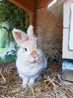 Konijn (vrouwtje) te koop, Dieren en Toebehoren, Konijnen, Vrouwelijk