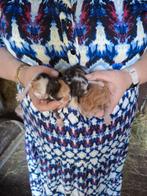 2 nestjes, Super mooie en lieve boerderij kittens., Meerdere dieren, Kortharig, 0 tot 2 jaar