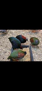 Roulroul patrijzen 2025 trio, Meerdere dieren, Kip