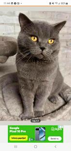 Laaste kater britsekorthaar mag nesje verlate +31620154839🥰, Meerdere dieren, Ontwormd, 0 tot 2 jaar