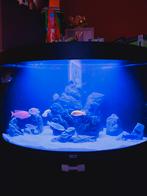 Juwel trigon 190 led hoek aquarium met jbl filter, Ophalen, Gebruikt, Leeg aquarium