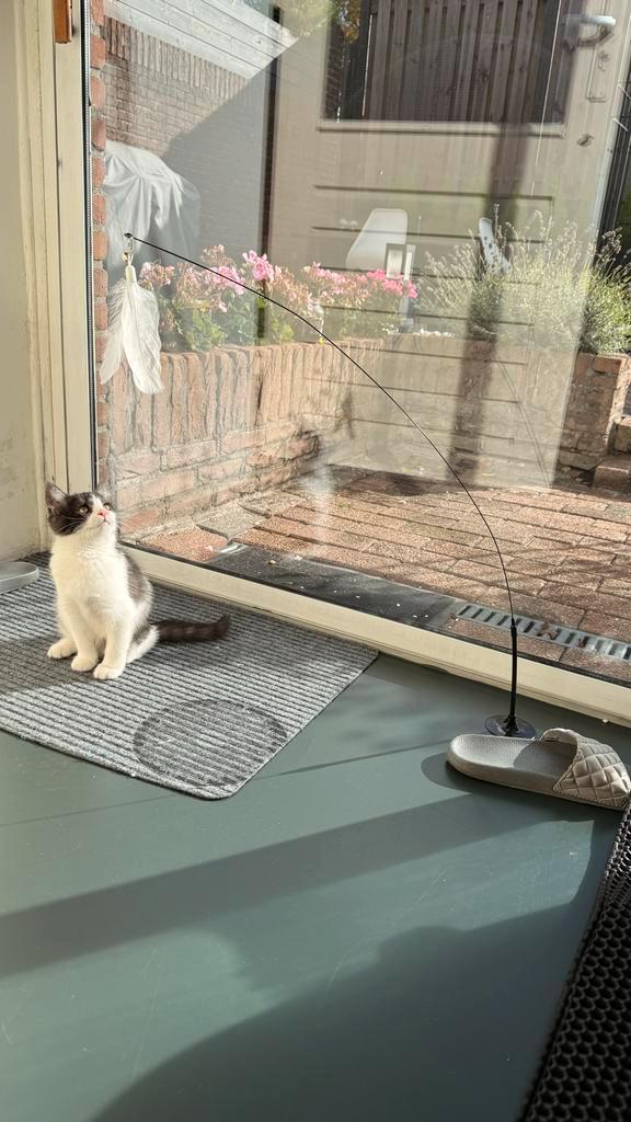 Poesje van 5 maanden zoekt nieuw thuis, Dieren en Toebehoren, Katten en Kittens | Overige Katten, Poes