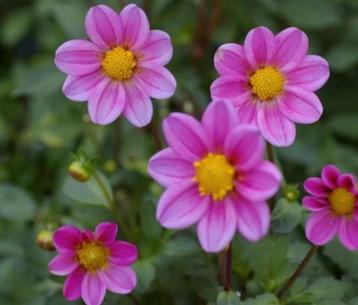 Dahlia Dionne.  beschikbaar voor biedingen
