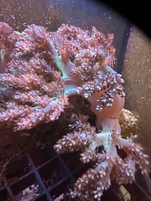 Koraal stekjes, Dieren en Toebehoren, Vissen | Aquariumvissen, Zoutwatervis, Overige typen