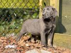 Nog 1 labrador pup teefje, 8 tot 15 weken, Labrador retriever, CDV (hondenziekte), Meerdere