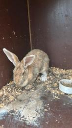 2 mooie vlaamse reuzen, Dieren en Toebehoren, Meerdere dieren, Groot