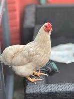 Witte leghorn, Dieren en Toebehoren, Vrouwelijk, Kip