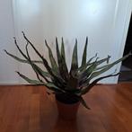 Kunstplant "aloë vera" groot, Huis en Inrichting, Woonaccessoires | Kunstplanten en Kunstbloemen, Ophalen of Verzenden