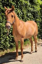 Te koop Jaarling Quarter horse merrie *Reining*Western*, Dieren en Toebehoren, Merrie, Minder dan 160 cm, Gechipt, 0 tot 2 jaar