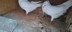 Te koop sierduiven Oudhollands kapucijnen duiven, Meerdere dieren, Overige soorten