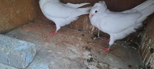 Te koop sierduiven Oudhollands kapucijnen duiven, Dieren en Toebehoren, Vogels | Duiven, Overige soorten, Meerdere dieren