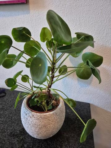 Planten beschikbaar voor biedingen