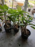 Datura brugmantia, Ophalen, Zomer, Overige soorten, Volle zon