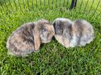 NHD Nederlandse hangoor dwerg konijnen. Moeten deze week weg, Meerdere dieren, Dwerg, Hangoor