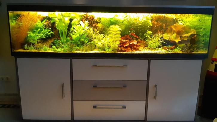 aquariumplanten, Dieren en Toebehoren, Vissen | Aquaria en Toebehoren, Gebruikt, Plant(en), Steen of Hout, Ophalen