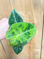 Alocasia frydek variegata plant aurea yellow green lime, Huis en Inrichting, Kamerplanten, Ophalen of Verzenden, Halfschaduw, Minder dan 100 cm