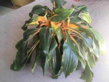 Chlorophytum orchidastrum beschikbaar voor biedingen
