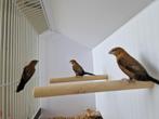 Zilverbekjes | Veel keuze tropische vogels, goed advies, Dieren en Toebehoren, Vogels | Kanaries, Meerdere dieren, Kleurkanarie