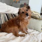 AIN: Timmy, Rabiës (hondsdolheid), 15 weken tot 1 jaar, Buitenland, Eén hond