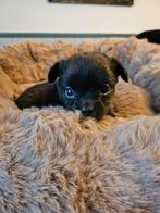 Chihuahua pups langharig nog 2 teefjes, CDV (hondenziekte), 8 tot 15 weken, Teef, Meerdere