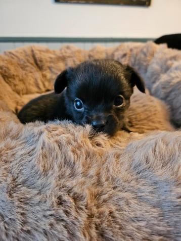 Chihuahua pups langharig nog 2 teefjes beschikbaar voor biedingen