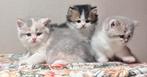 BKH Katten Met Stamboom, Dieren en Toebehoren, Katten en Kittens | Raskatten | Korthaar, Meerdere dieren, Gechipt, 0 tot 2 jaar