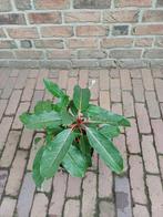 Zeldzame brede wintergroene struik, Tuin en Terras, Planten | Tuinplanten, Vaste plant, Halfschaduw, Zomer, Ophalen