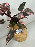 Philodendron Pink Princess Marble, Huis en Inrichting, Kamerplanten, Ophalen of Verzenden, Overige soorten, Minder dan 100 cm