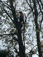 Bomen verwijderen en snoeien heggen snoeien, Tuin en Terras, Planten | Bomen, Overige soorten, Ophalen of Verzenden