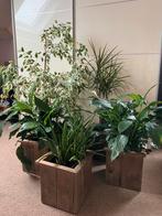 Kamerplanten, Ophalen, Overige soorten, Halfschaduw, 100 tot 150 cm