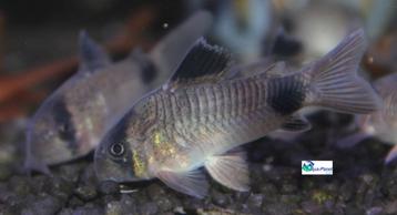 Corydoras panda beschikbaar voor biedingen