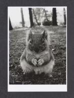 Eekhoorn Zwart Wit., Ophalen of Verzenden, 1980 tot heden, Ongelopen, Knaagdier