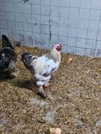 Brahma haan zoekt eigen stek, Mannelijk, Kip