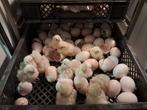poule de Bresse kuikens, Meerdere dieren, Kip