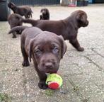 Schattige Chocoladebruine Labrador Pups, Particulier, Meerdere, 8 tot 15 weken, Meerdere dieren