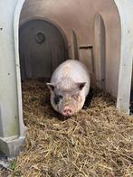 Hangbuik varken, Januari, Vrouwelijk