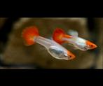 Koi guppy, Vis