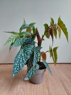 Begonia Maculata - Stippenbegonia / Stippenplant H: 43 cm., Ophalen, Overige soorten, Halfschaduw, Minder dan 100 cm