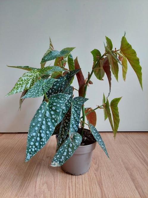 Begonia Maculata - Stippenbegonia / Stippenplant H: 43 cm., Huis en Inrichting, Kamerplanten, Overige soorten, Minder dan 100 cm